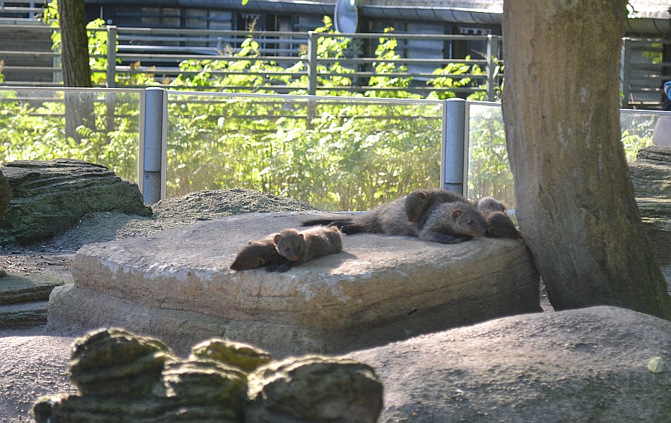 Copenhagen Zoo, Sep. 27th 2015