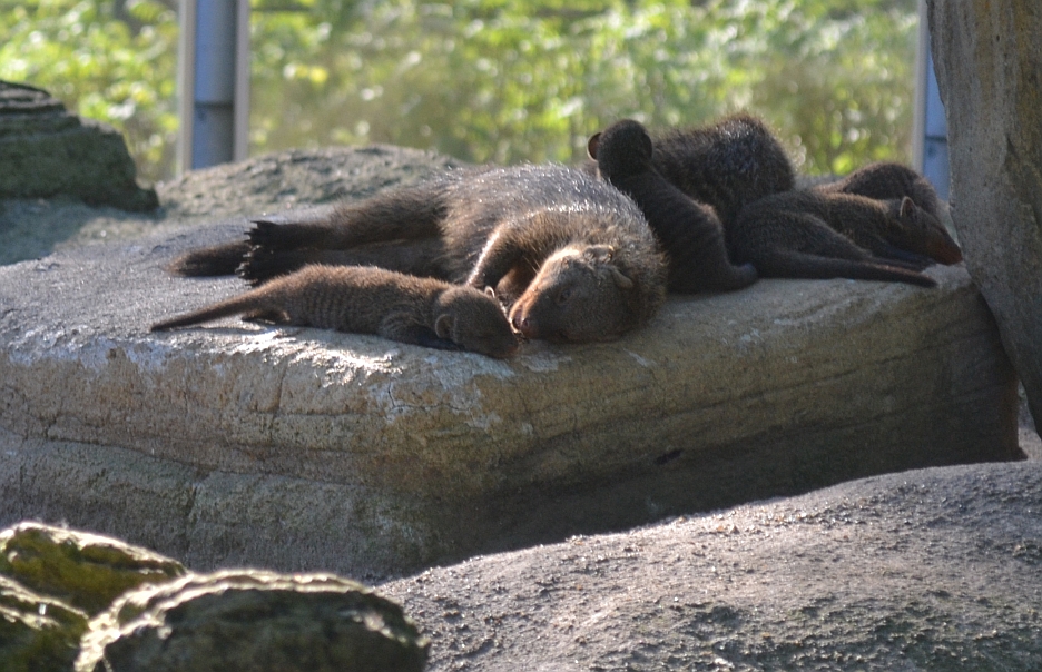 Copenhagen Zoo, Sep. 27th 2015