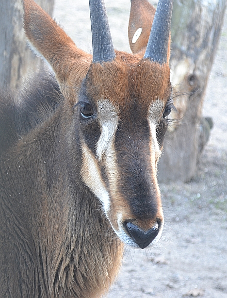 Copenhagen Zoo, Sep. 27th 2015