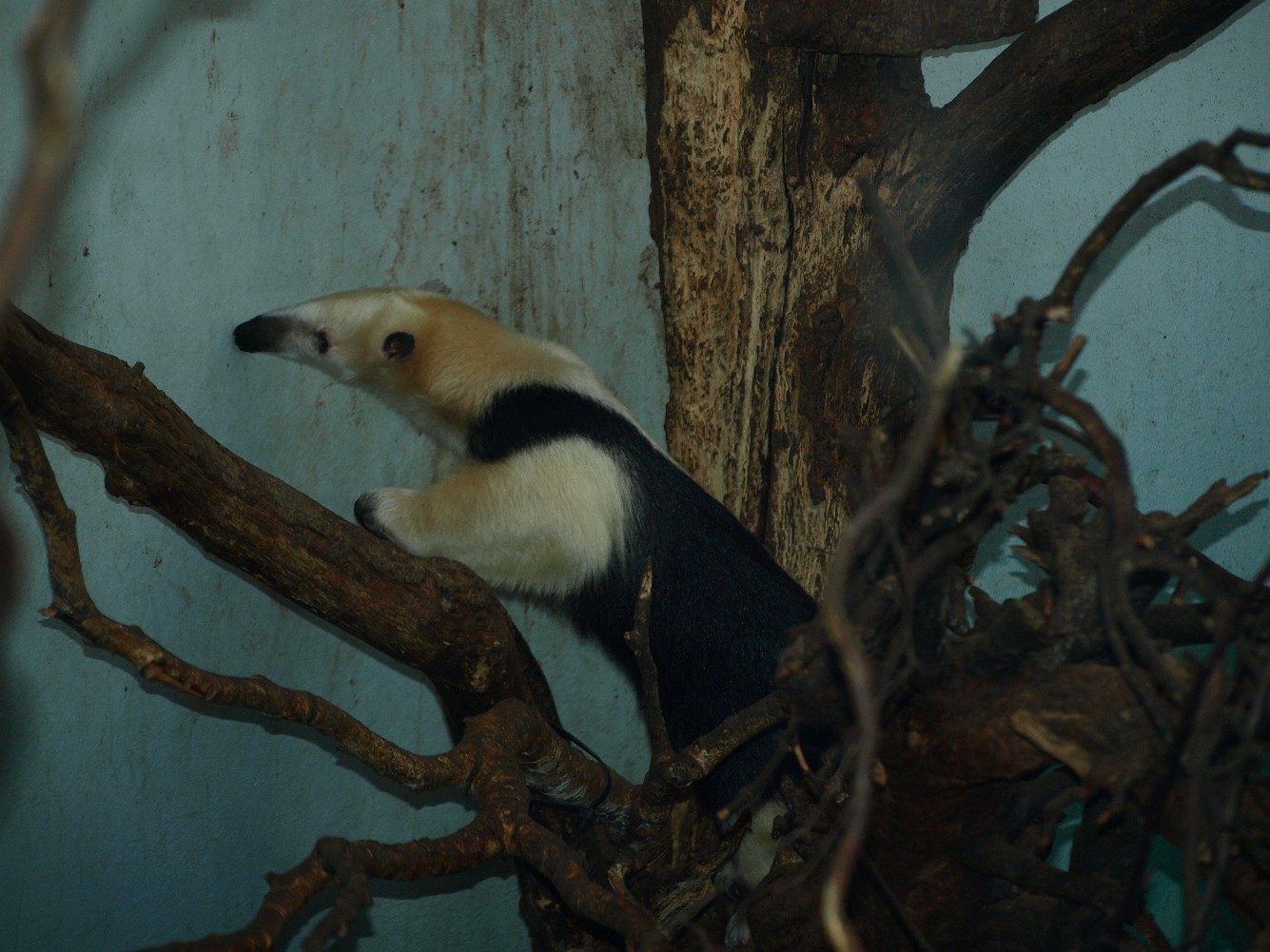 Copenhagen Zoo - Tamandua