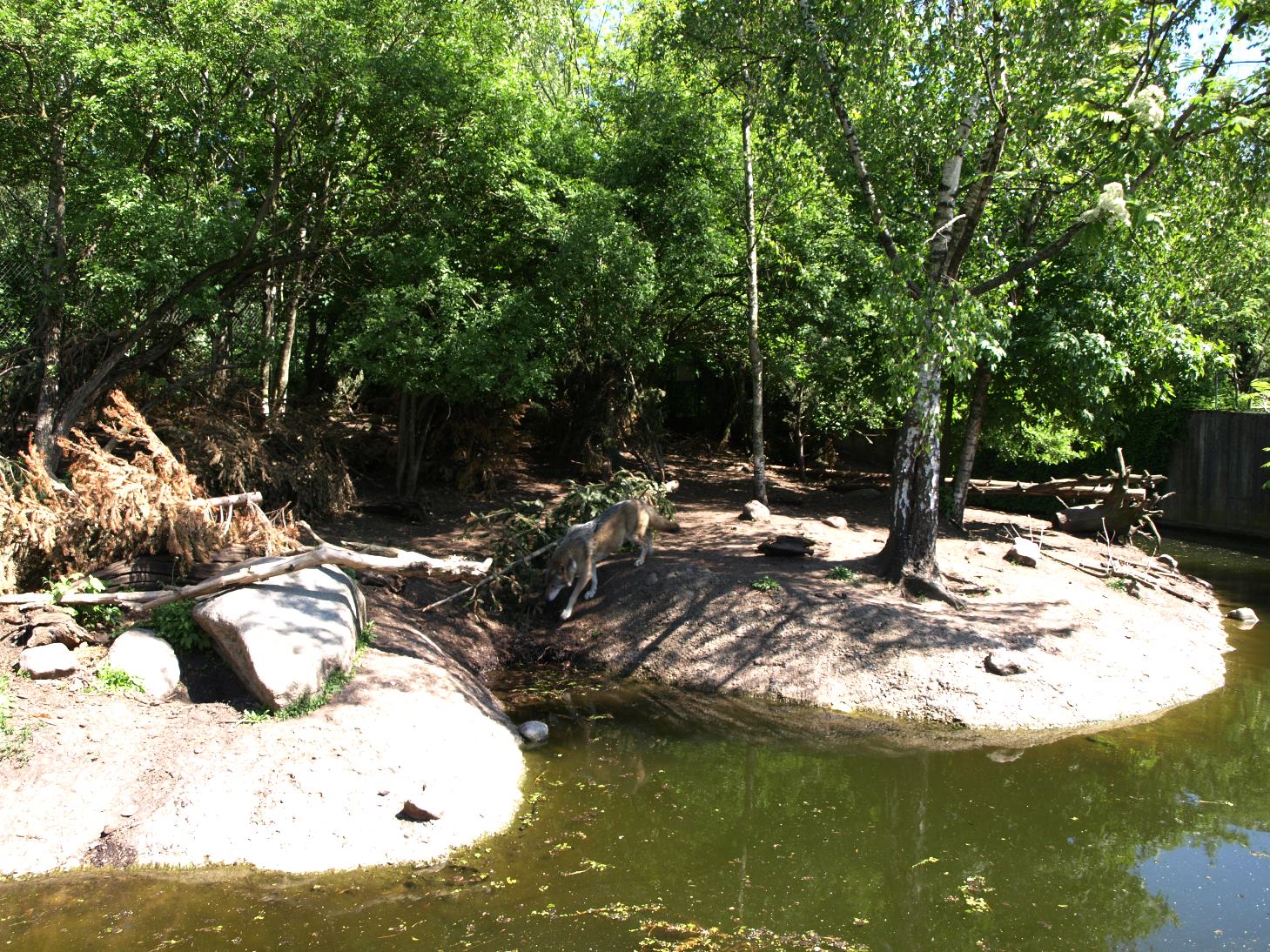Copenhagen Zoo - Wolf exhibit