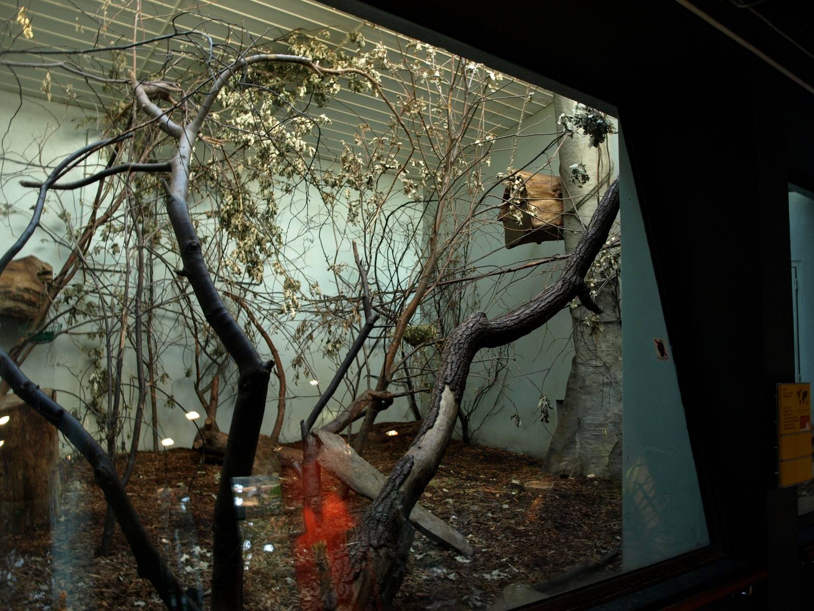 Copenhagen Zoo - World of Primates (ruffed lemurs)