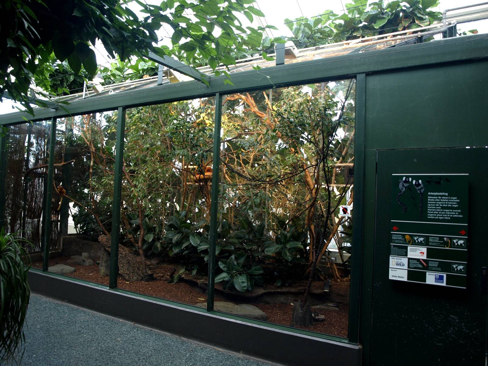 Copenhagen Zoo - World of Primates (tamarins)