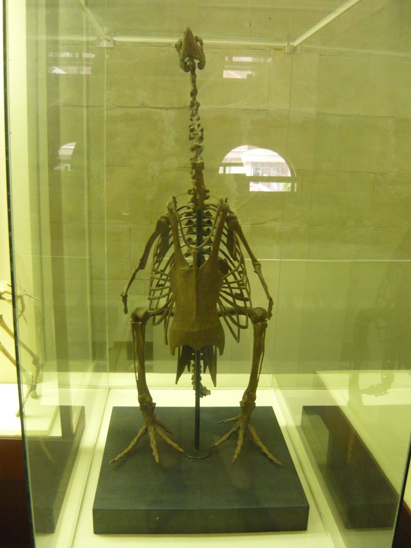 Copepteryx hexeris skeleton (model)