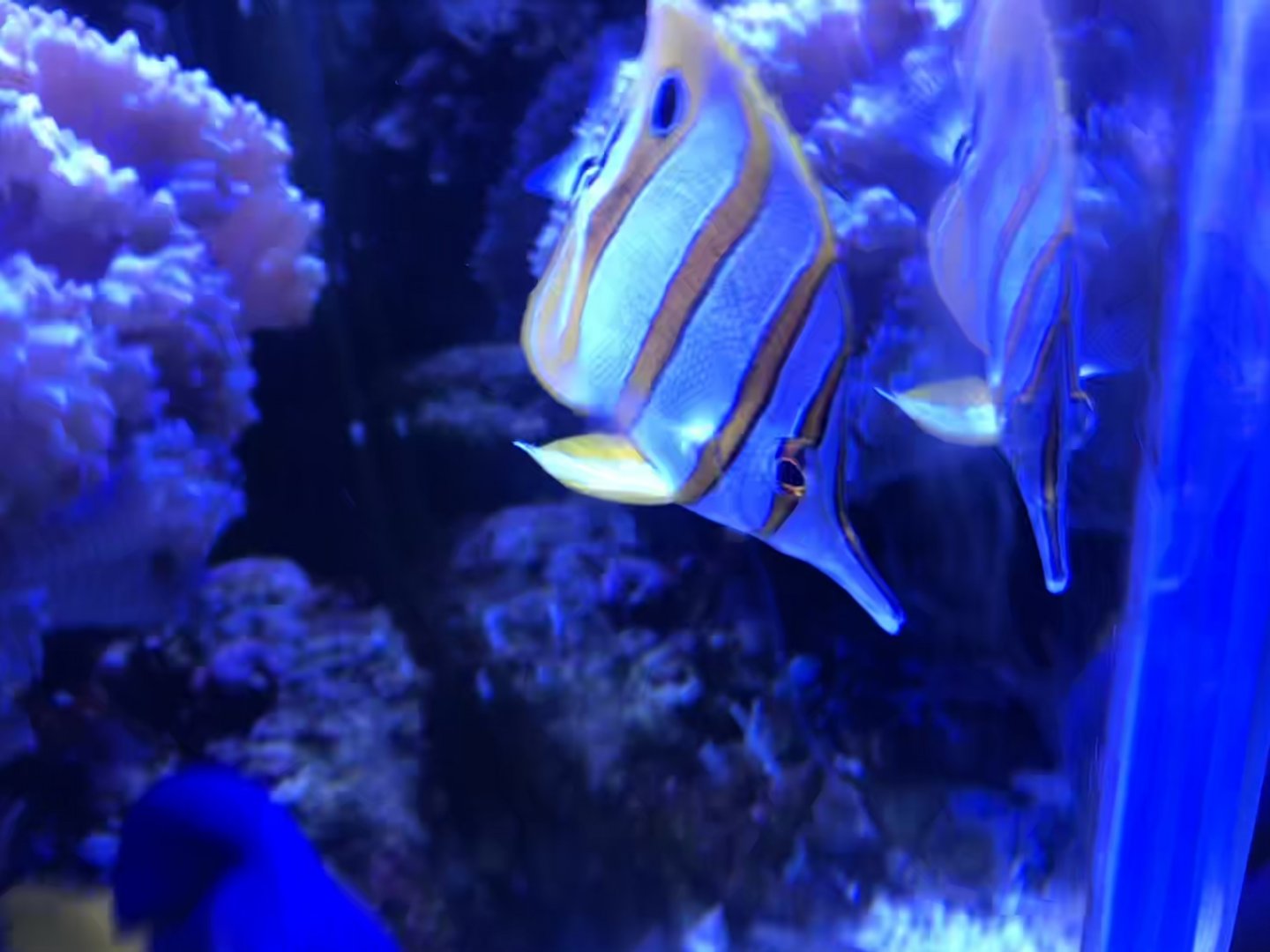 Coperband’s Butterflyfish