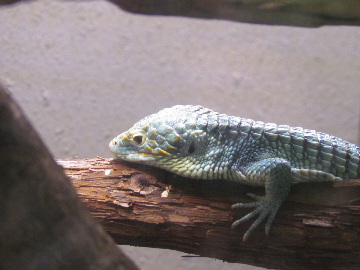 Cope’s Arboreal Alligator Lizard