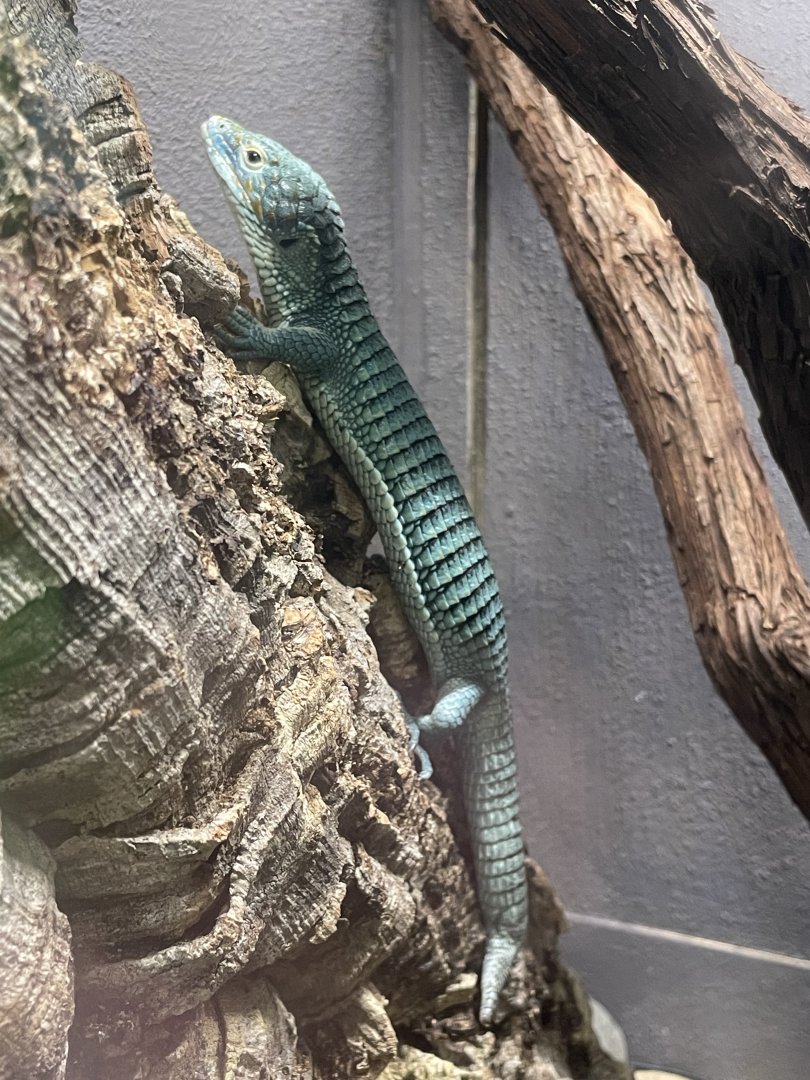 Cope’s Arboreal Alligator Lizard