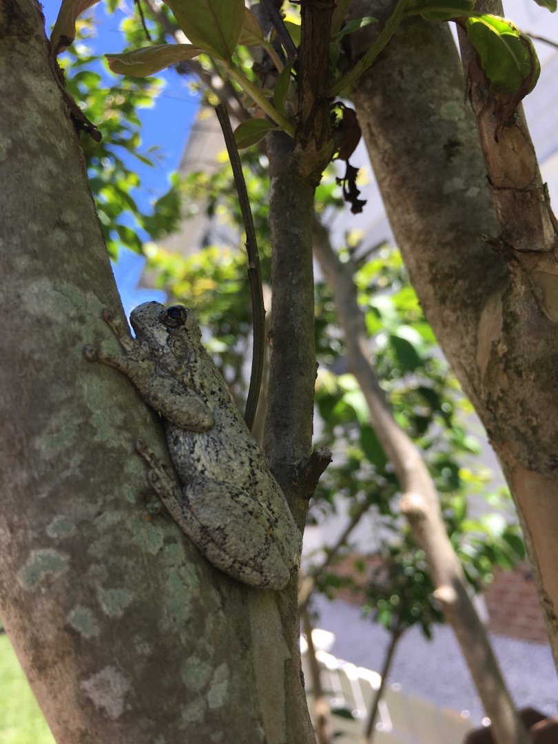 Cope's/Gray Tree Frog, Cape May County, NJ