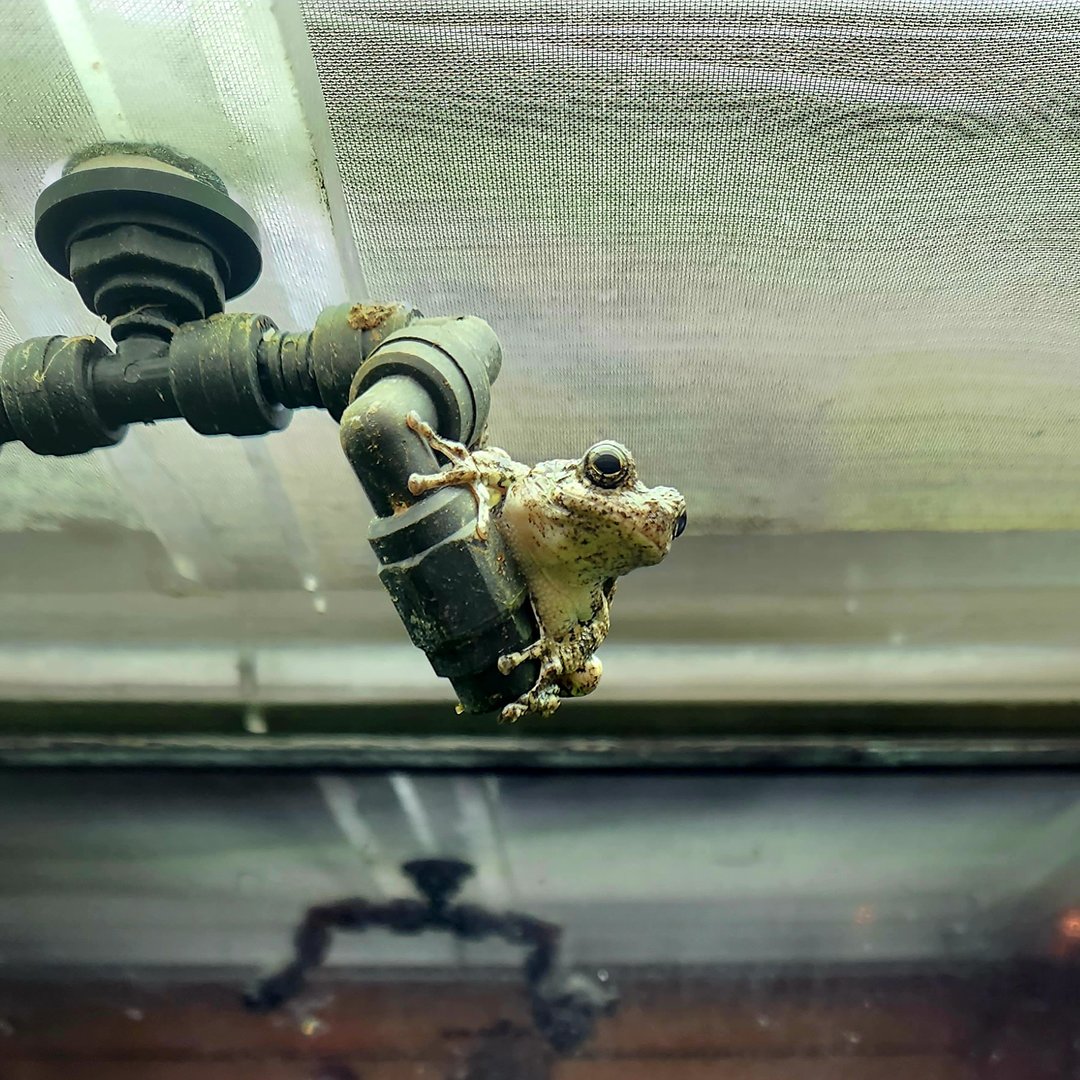 Cope's Gray Tree Frog (Hyla chrysoscelis)