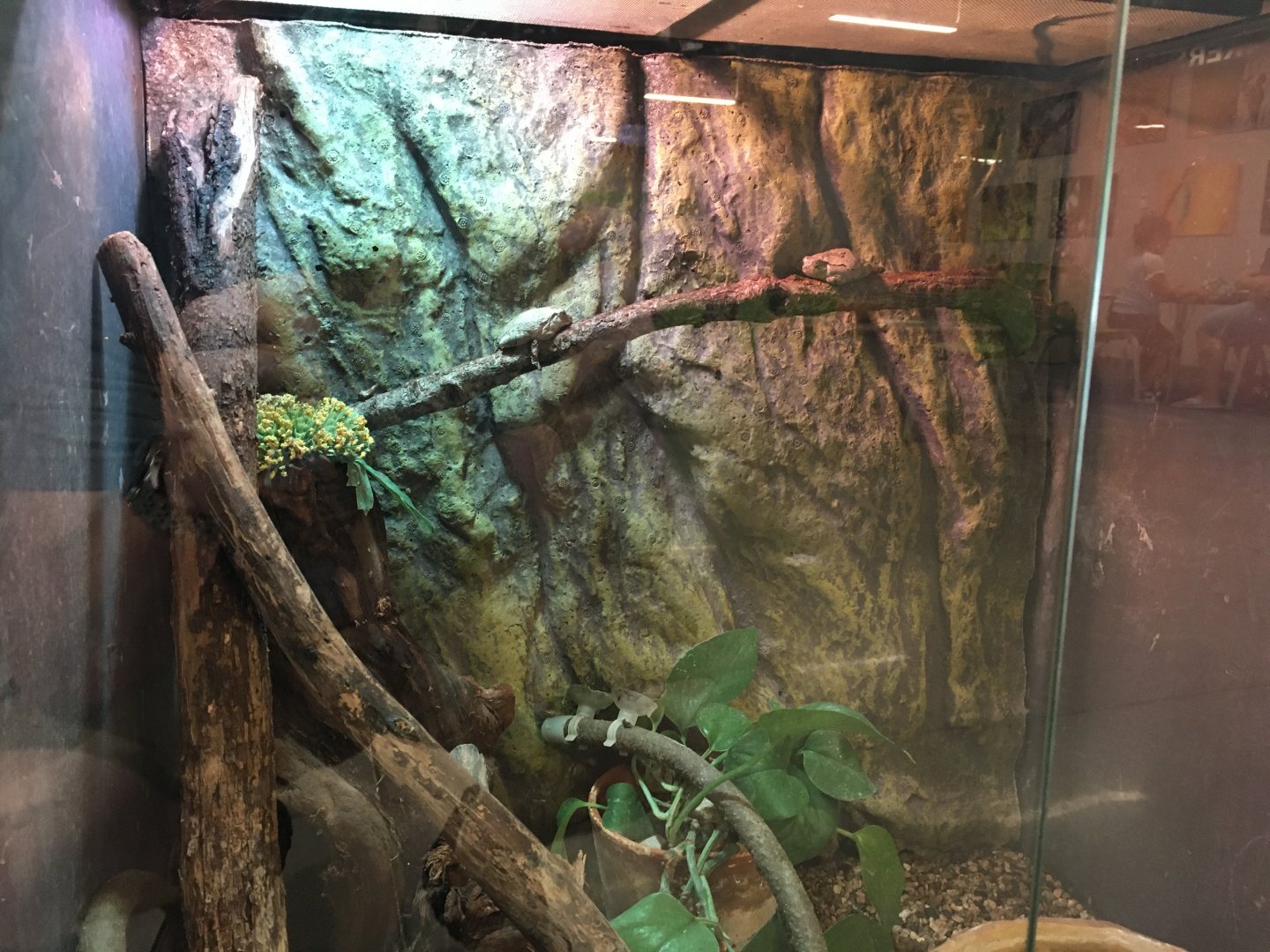 Cope's Grey Tree Frog Exhibit