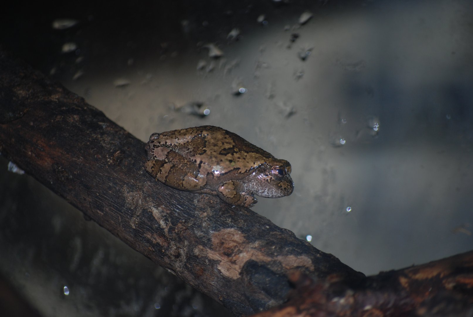 Cope's Grey Tree Frog