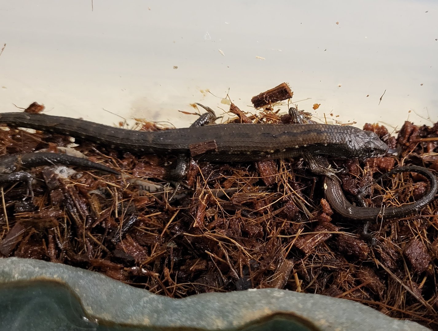 Cophoscincopus simulans