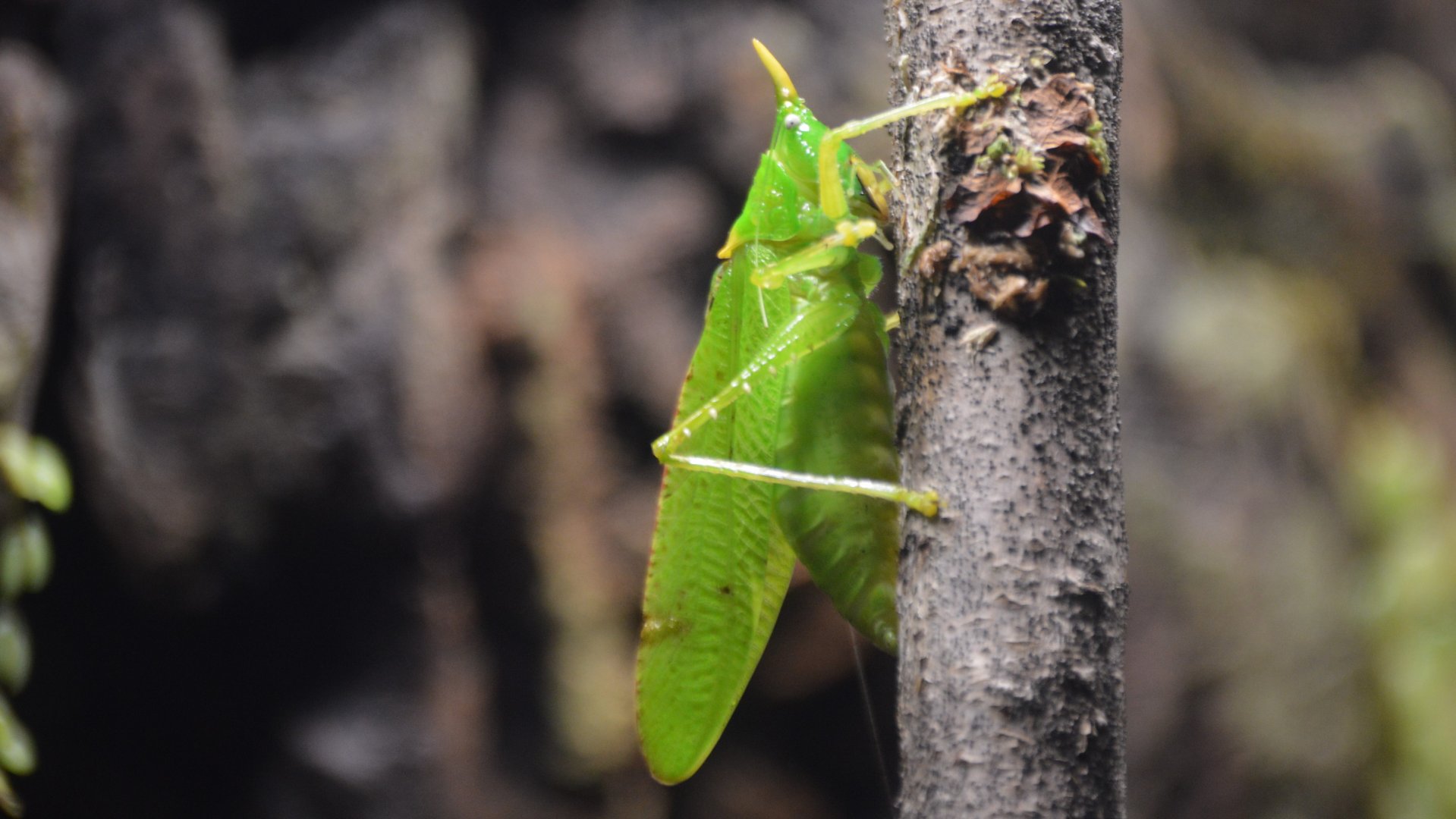 Copiphora rhinoceros