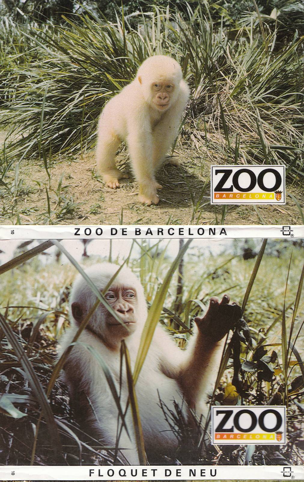 Copito de Nieve, Barcelona Zoo, Spain