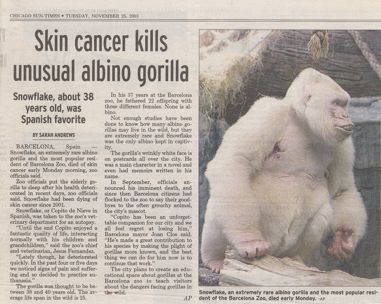 Copito de Nieve, Barcelona Zoo, Spain