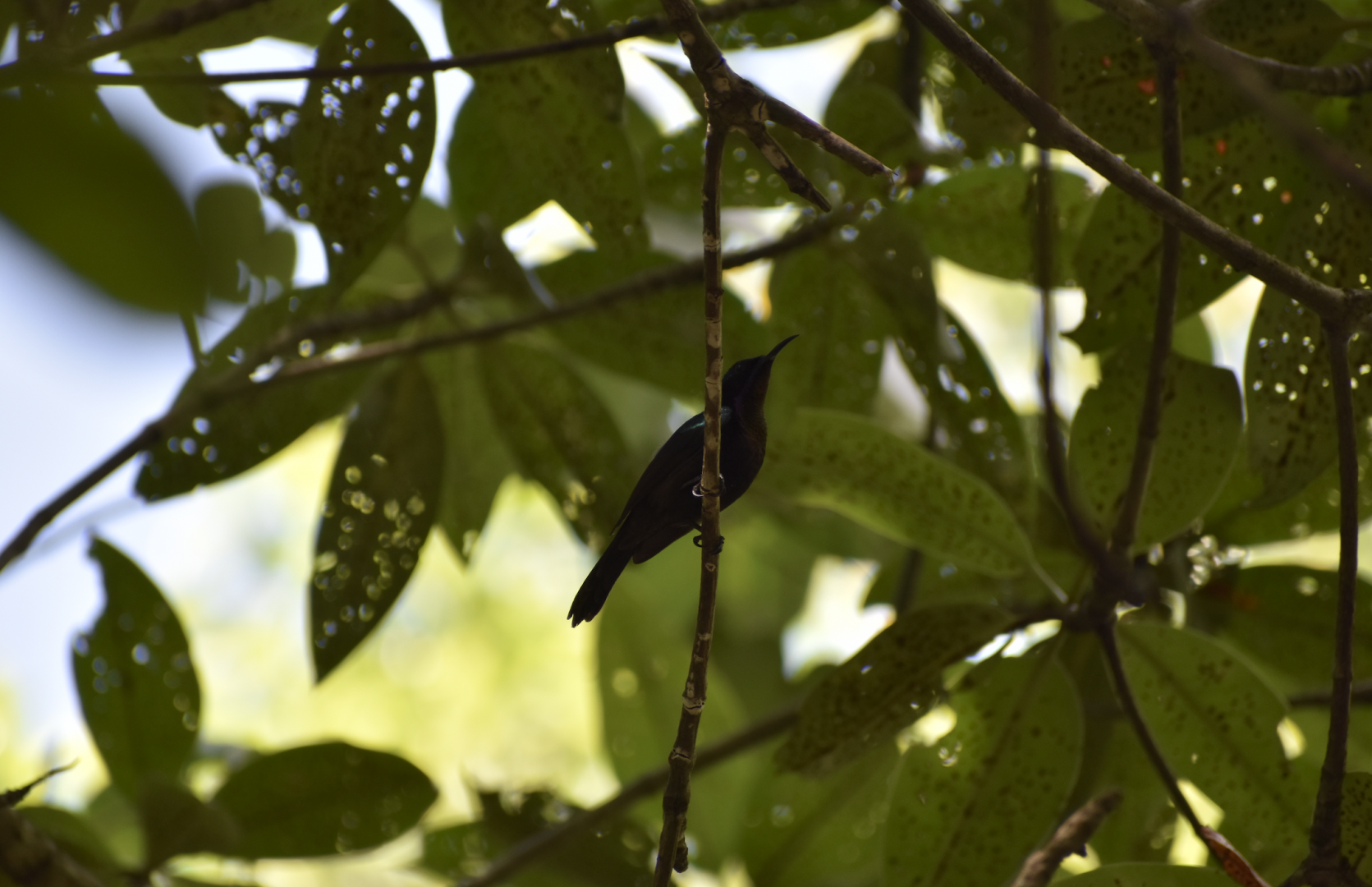 Copped Throated Sunbird ~ Sungei Buloh Wetland Reserve