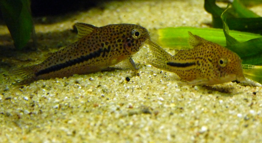 Coppename corydoras (Corydoras coppenamensis)
