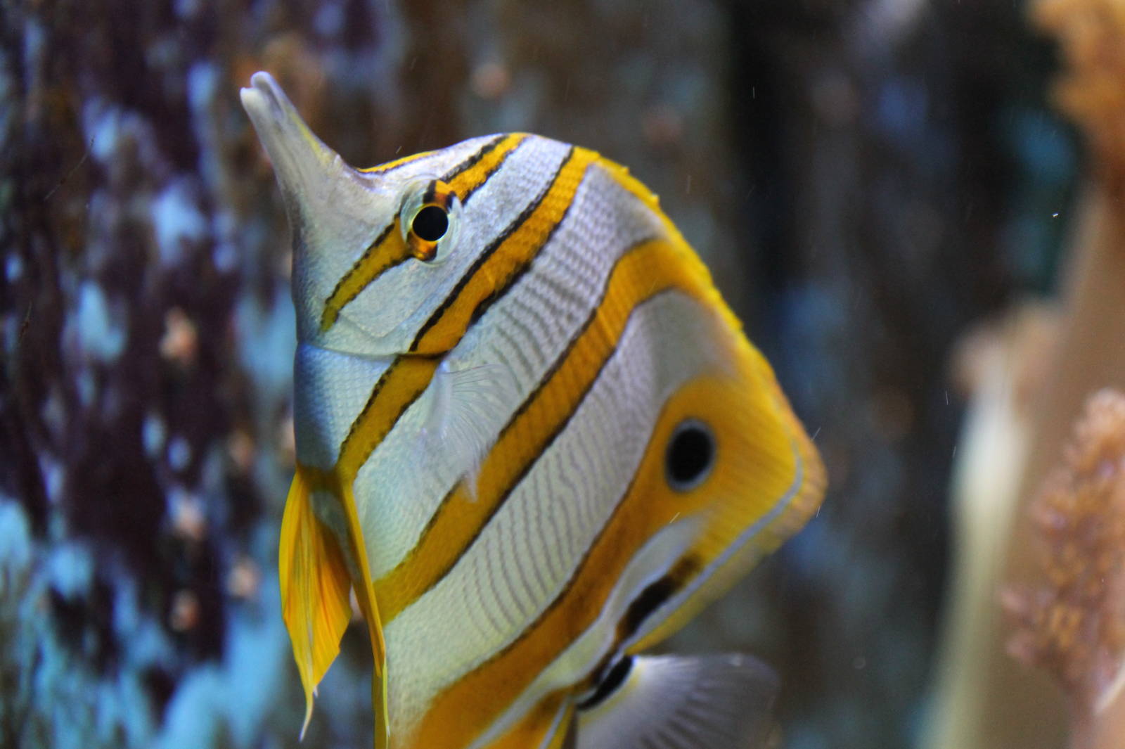 Copper-band butterfly fish