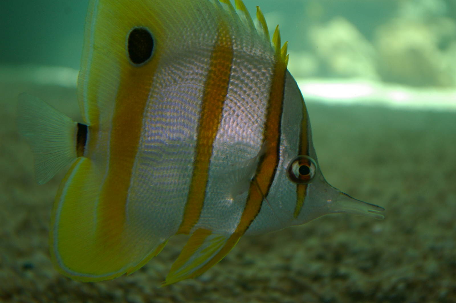 copper-banded butterflyfish (Chelmon rostratus)