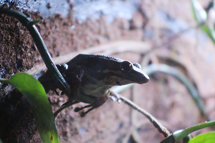 Copper-cheeked frog (Chalcorana chalconota)