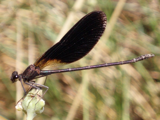 Copper Demoiselle (Calopteryx haemorrhoidalis)