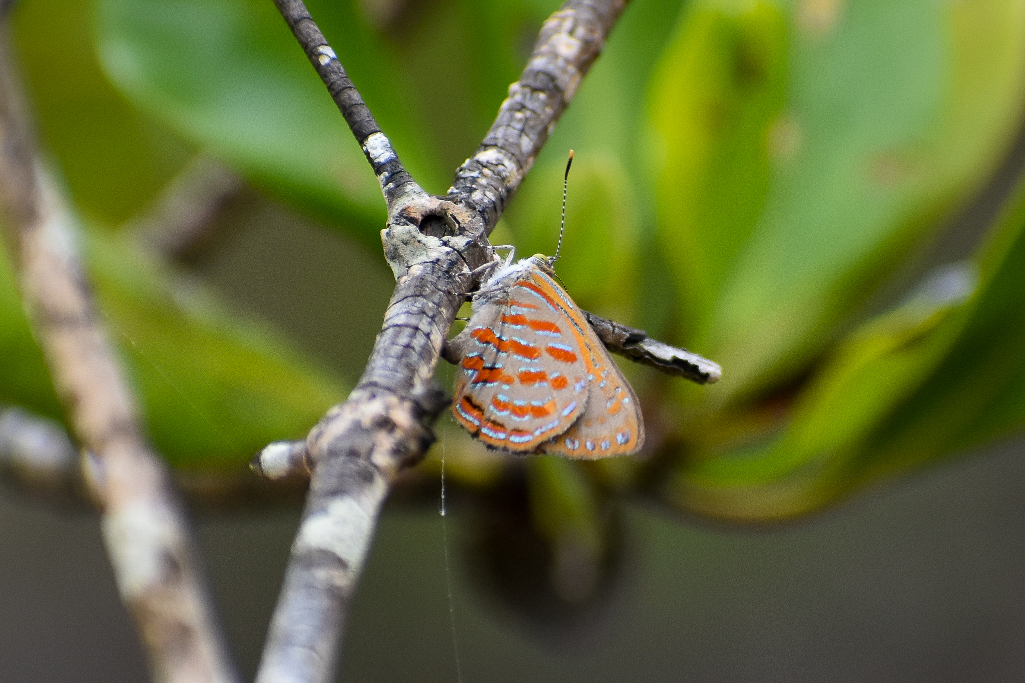 Copper Jewel (Hypochrysops apelles)