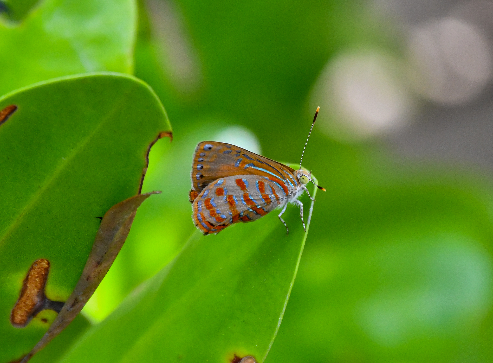 Copper Jewel, Hypochrysops apelles