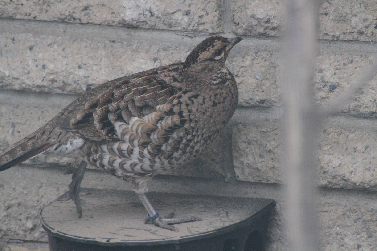 Copper Pheasant (Syrmaticus soemmerringii) 0-1