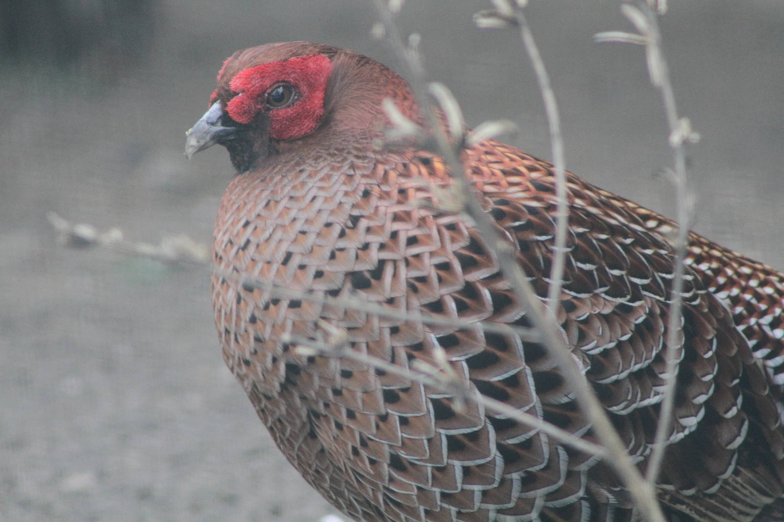Copper Pheasant (Syrmaticus soemmerringii) 1-0