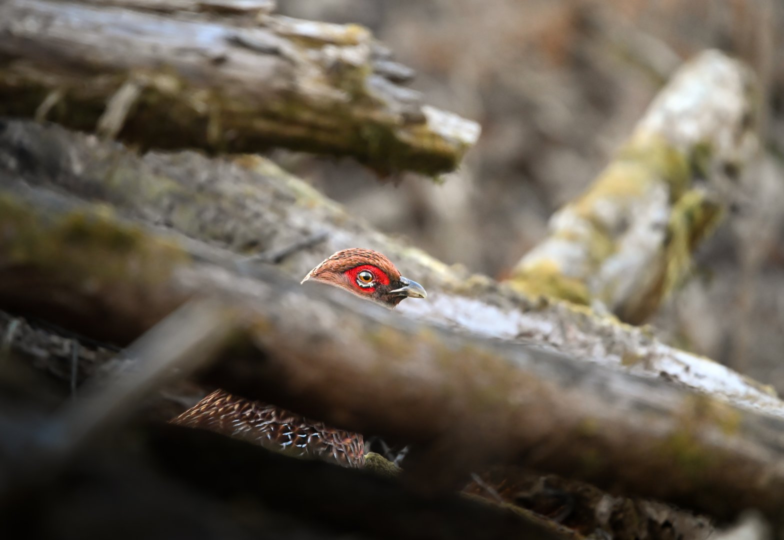 Copper Pheasant ~ Yukawa, Karuizawa