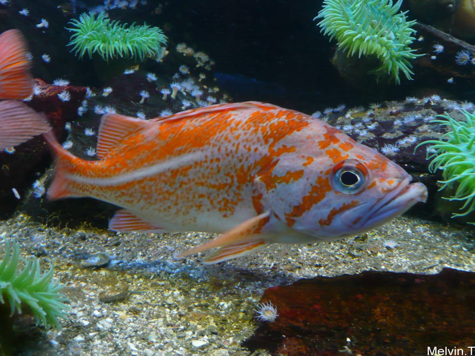 Copper rockfish (Sebastes caurinus)