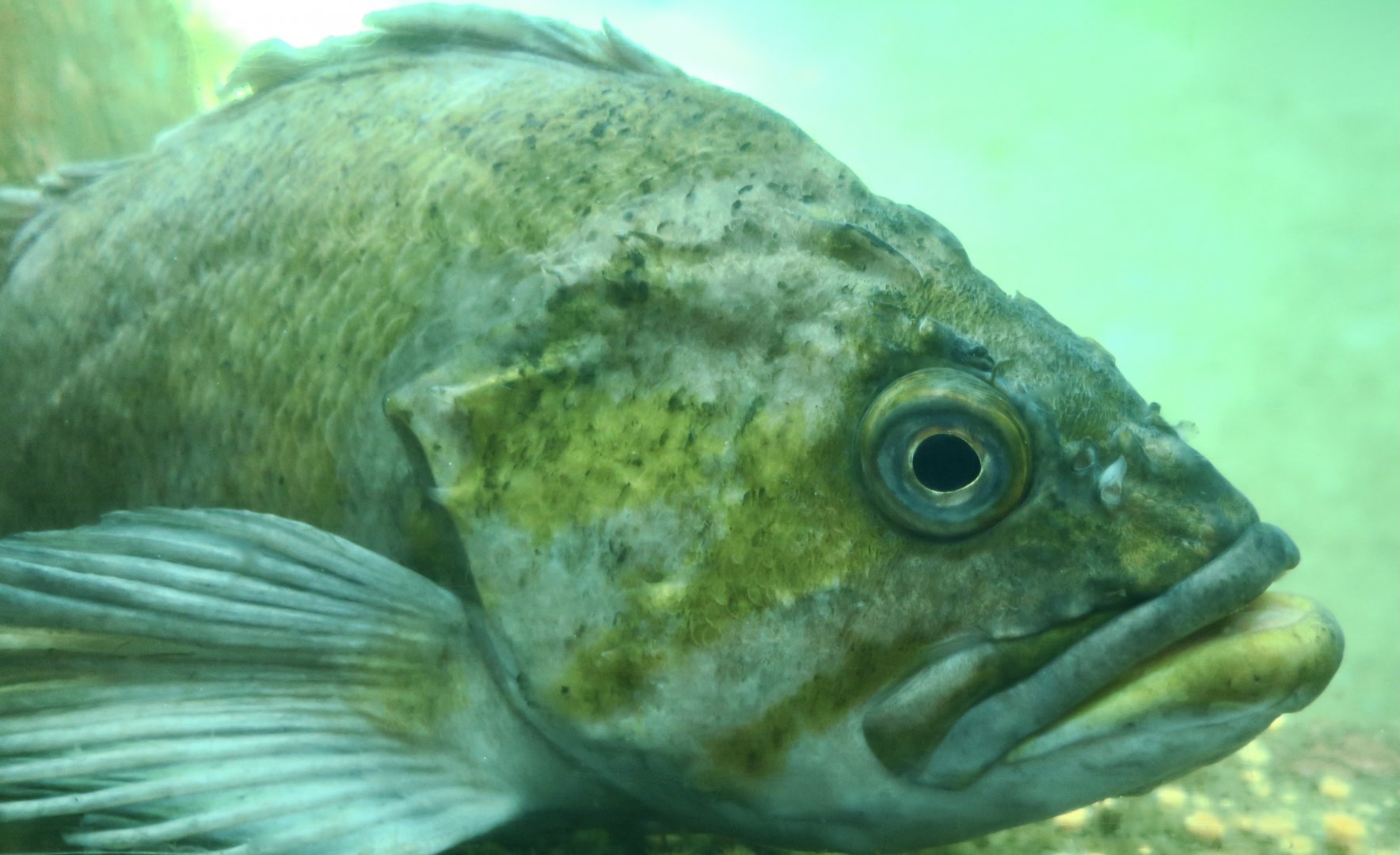Copper Rockfish (Sebastes caurinus)