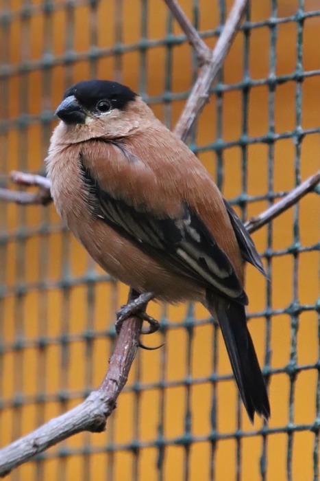 Copper seedeater (Sporophila bouvreuil)