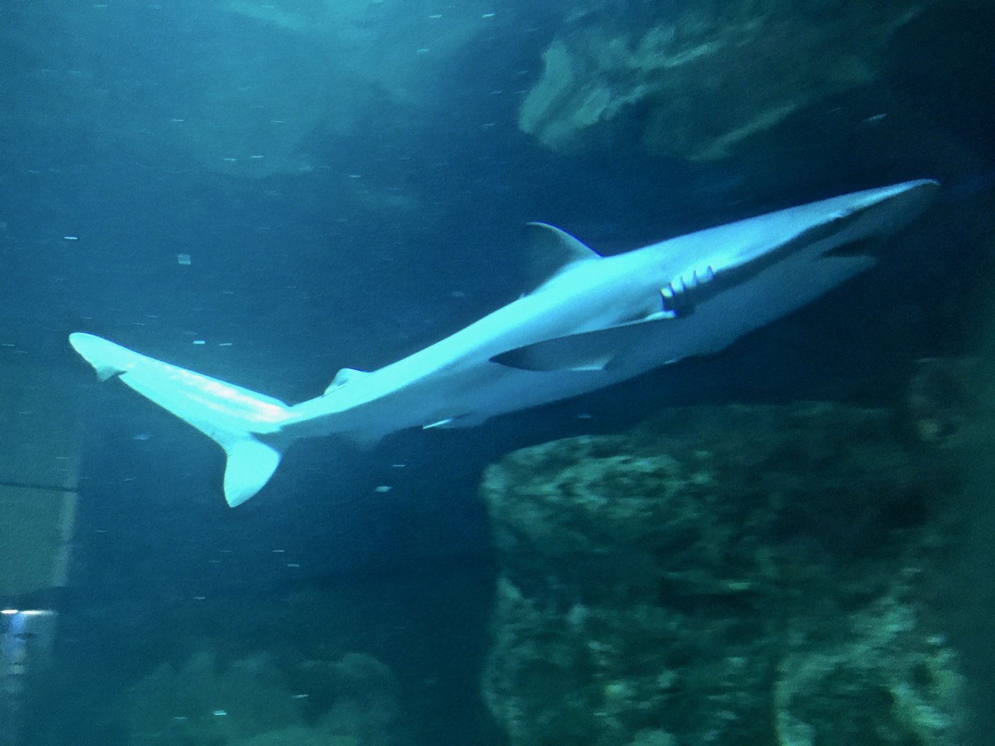 Copper Shark (Carcharhinus brachyurus) - Otaru Aquarium