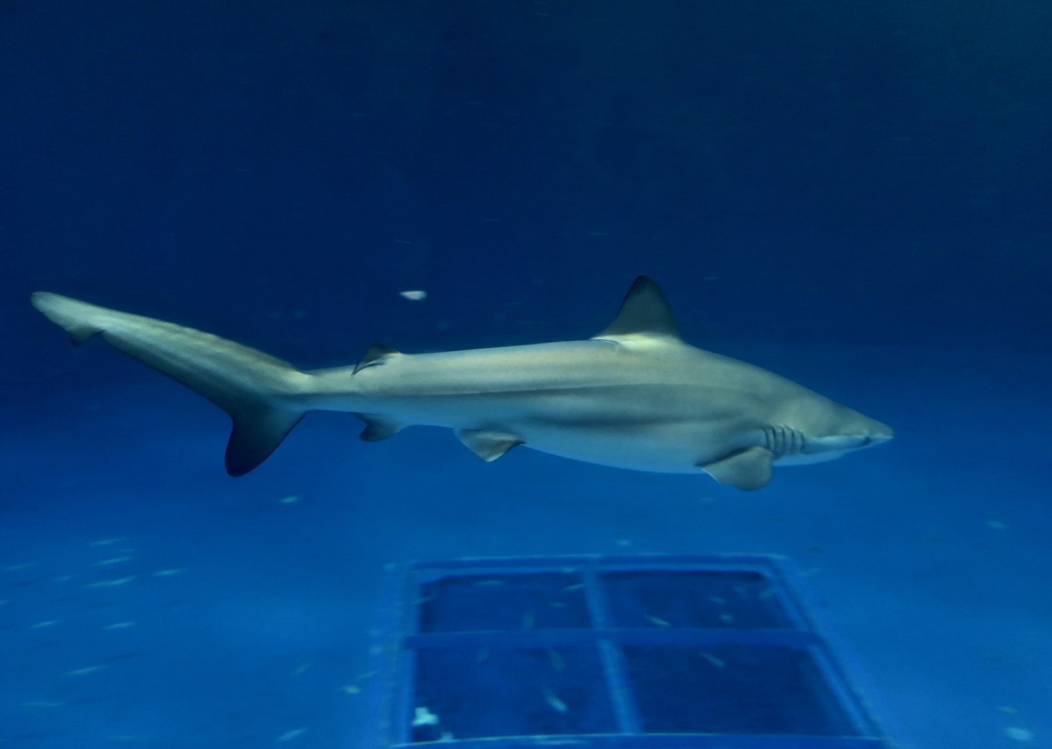 Copper Shark (Carcharhinus brachyurus)