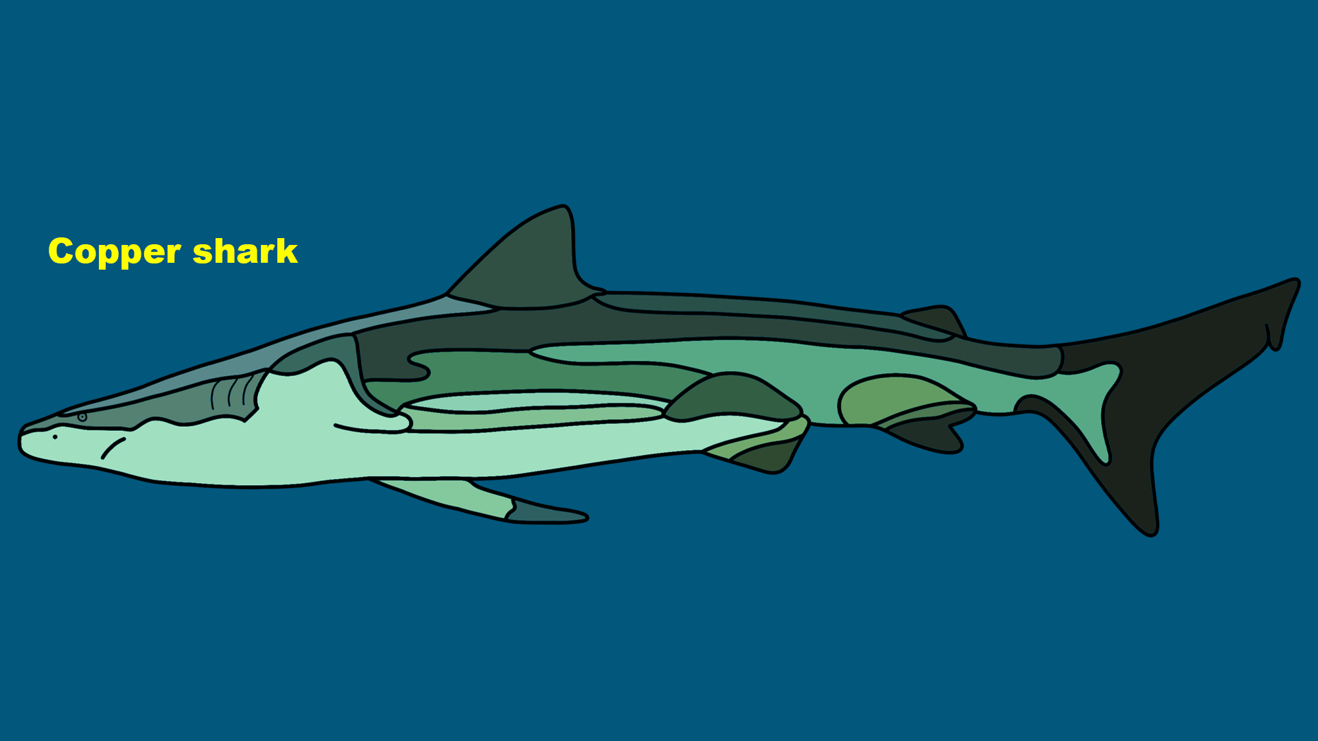 Copper shark (Carcharhinus brachyurus)