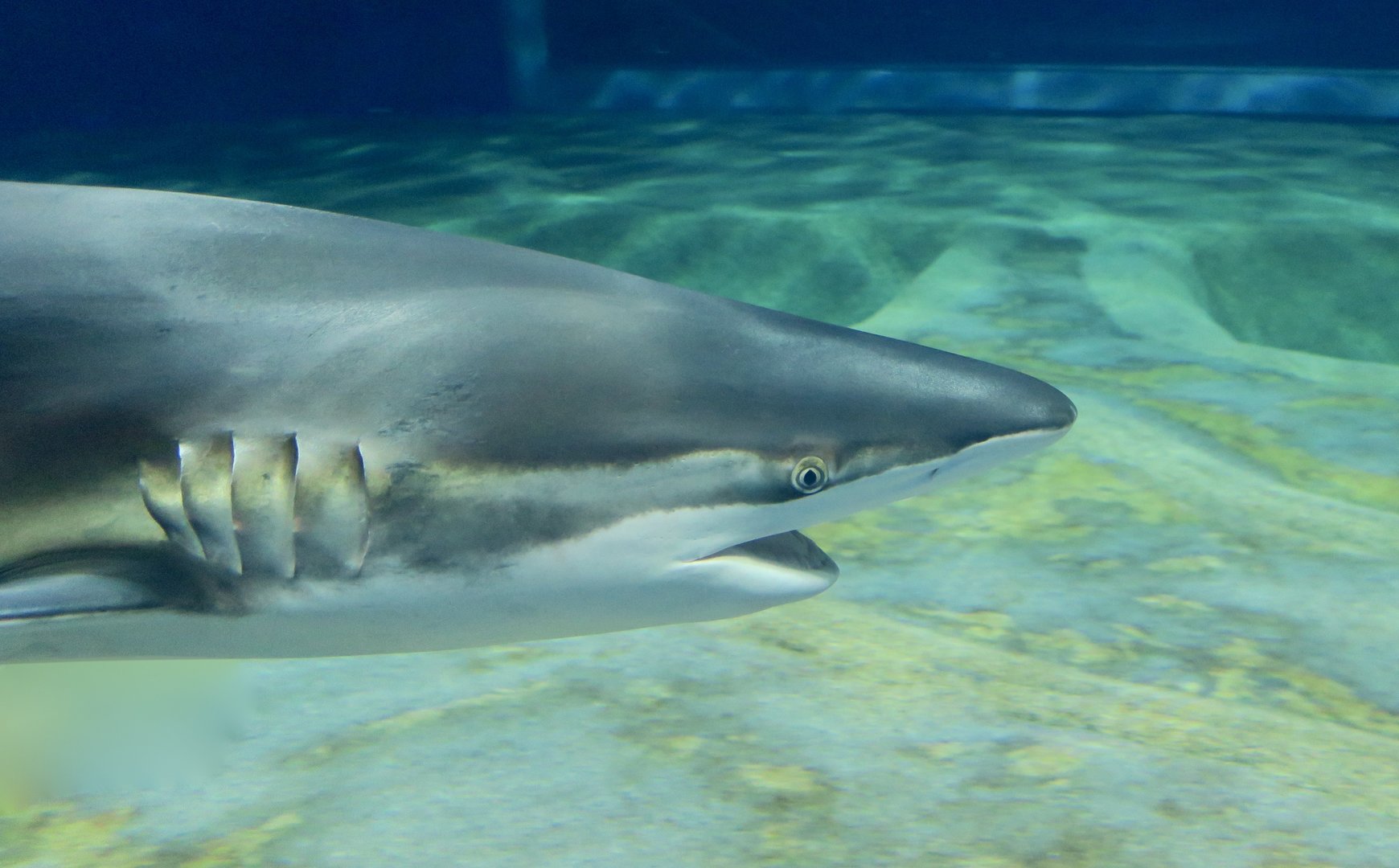 Copper Shark (Carcharhinus brachyurus)