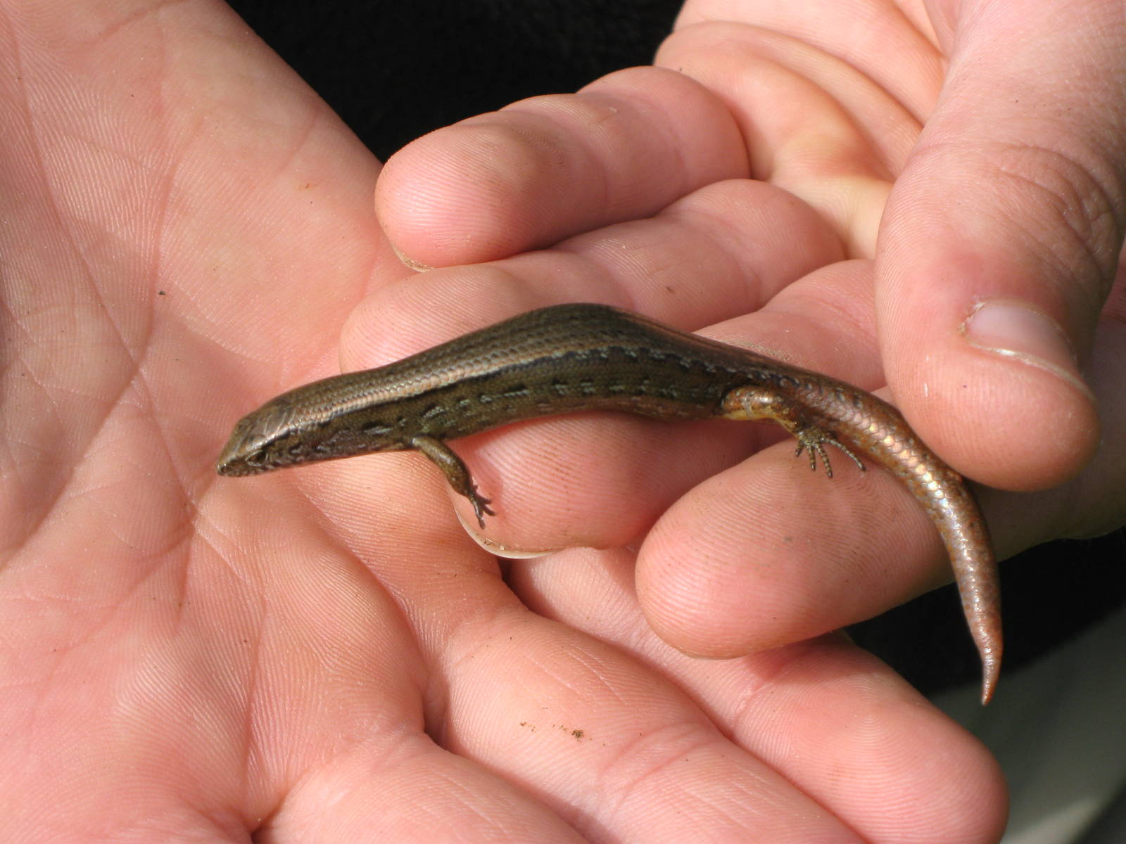 copper skink (Oligosoma aeneum)