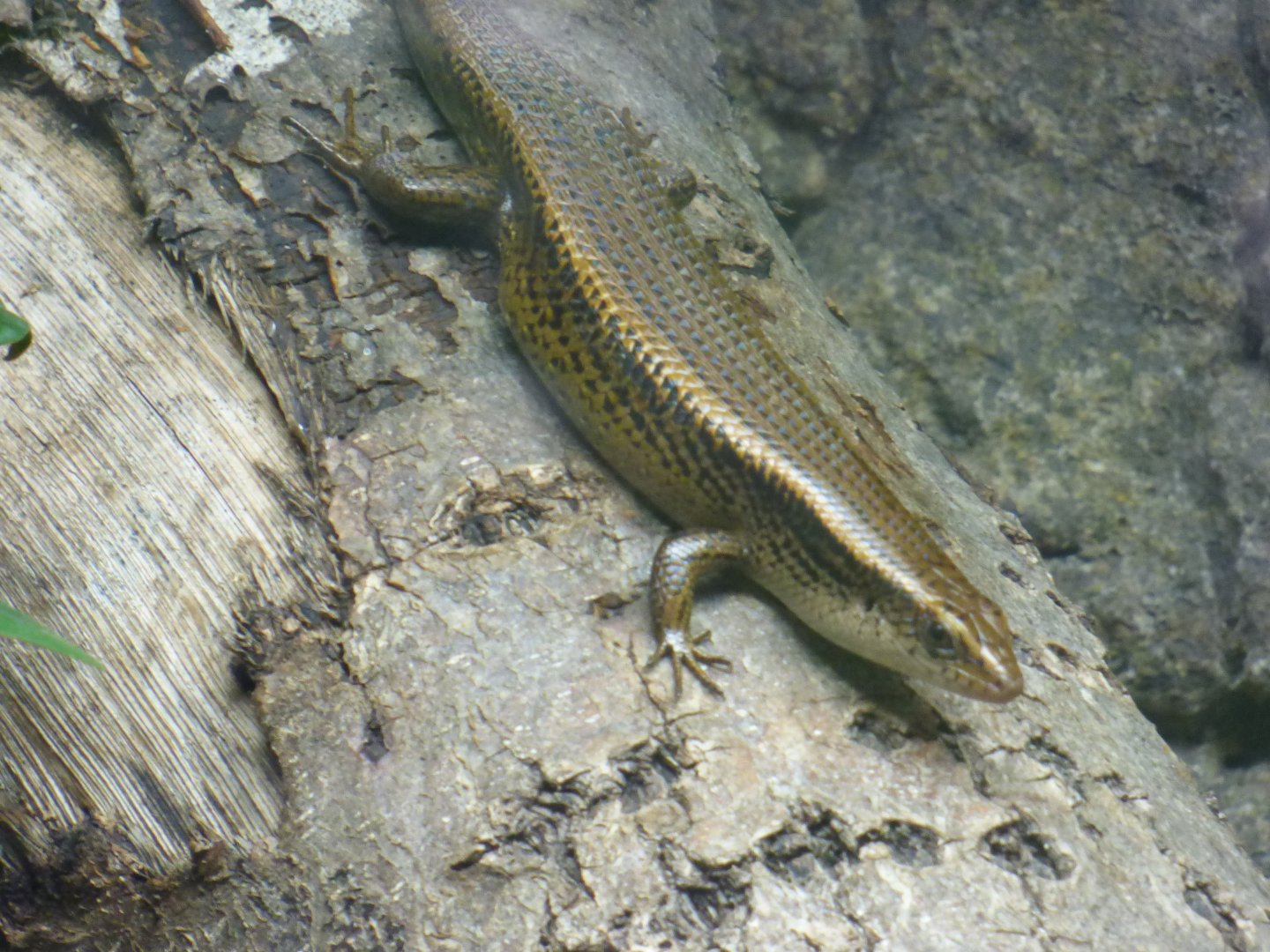 Copper Skink