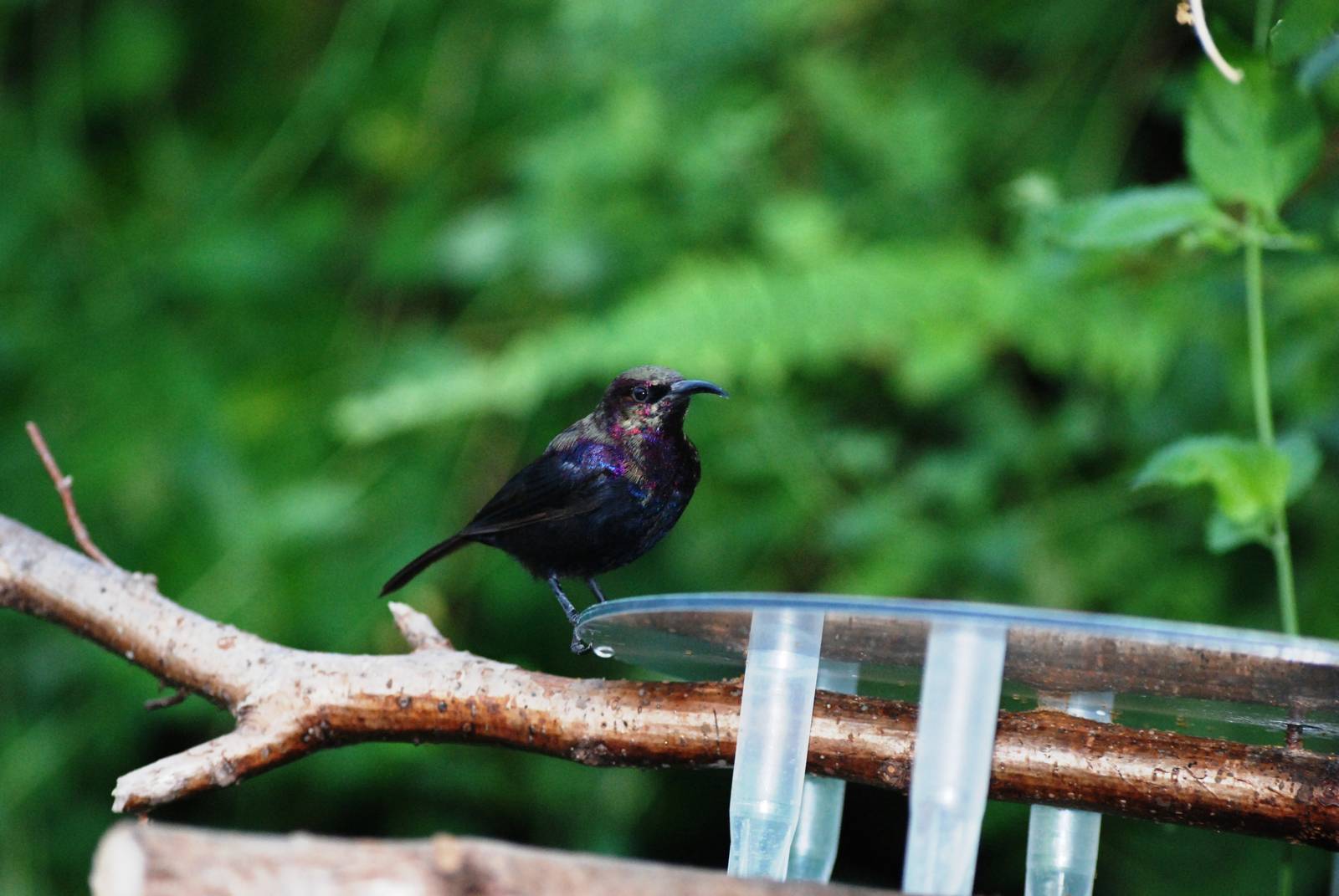 Copper Sunbird at Whipsnade, 07/12/12