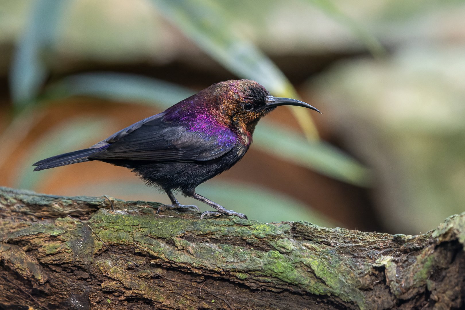 Copper sunbird (Cinnyris cupreus)