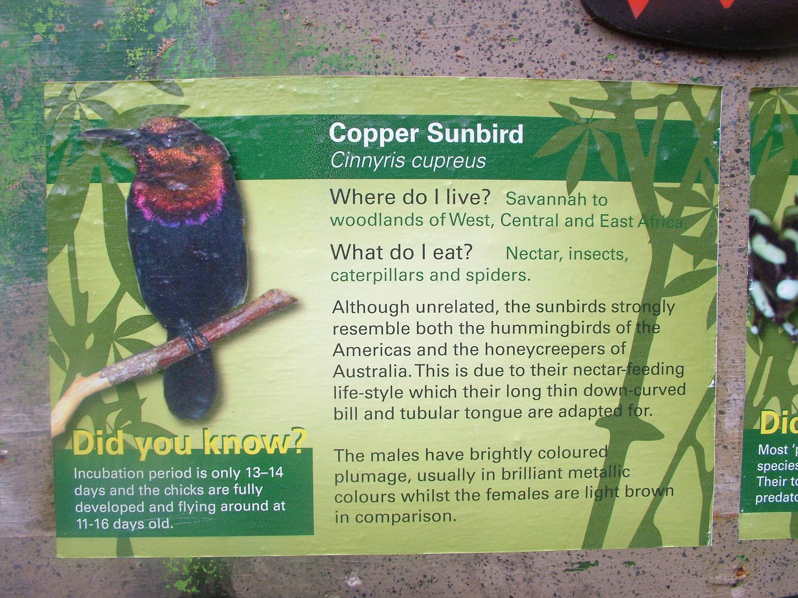 Copper Sunbird Signage at Whipsnade 08/05/11