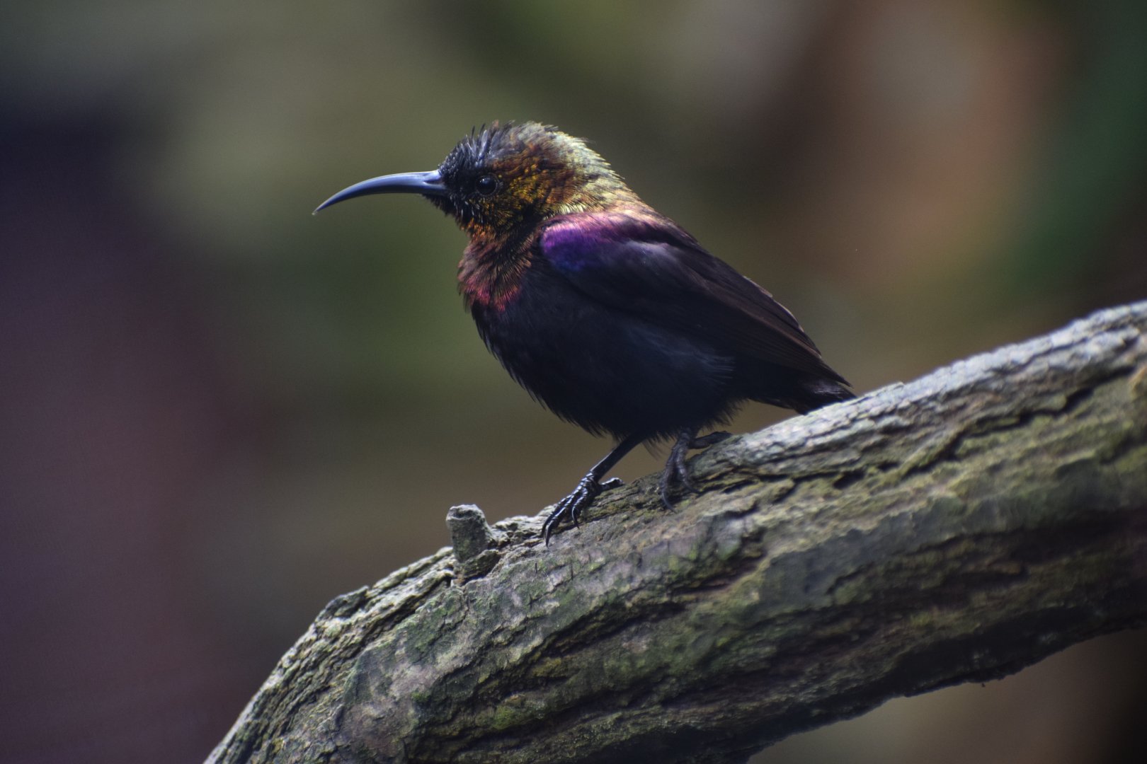 Copper sunbird