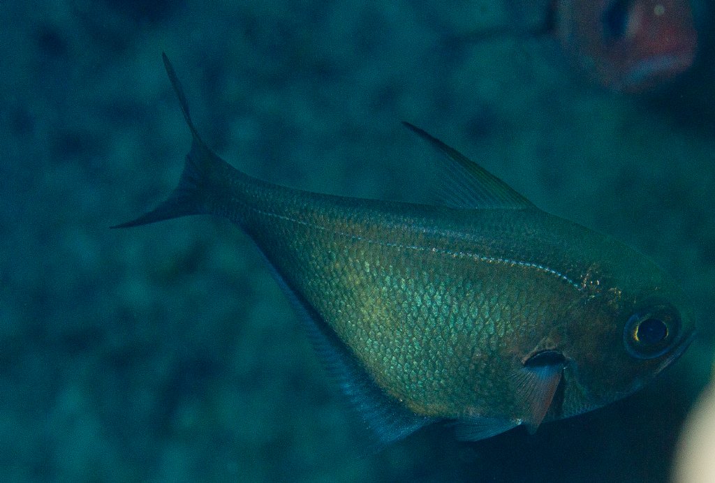 Copper Sweeper (Pempheris oualensis)