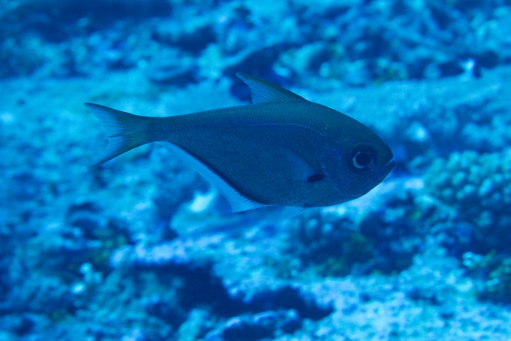 Copper Sweeper (Pempheris oualensis)