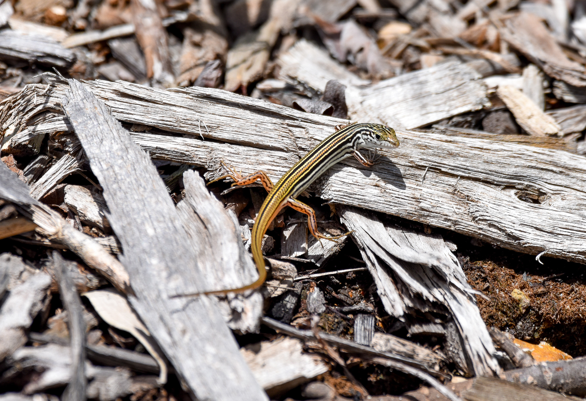 Copper-tailed Skink