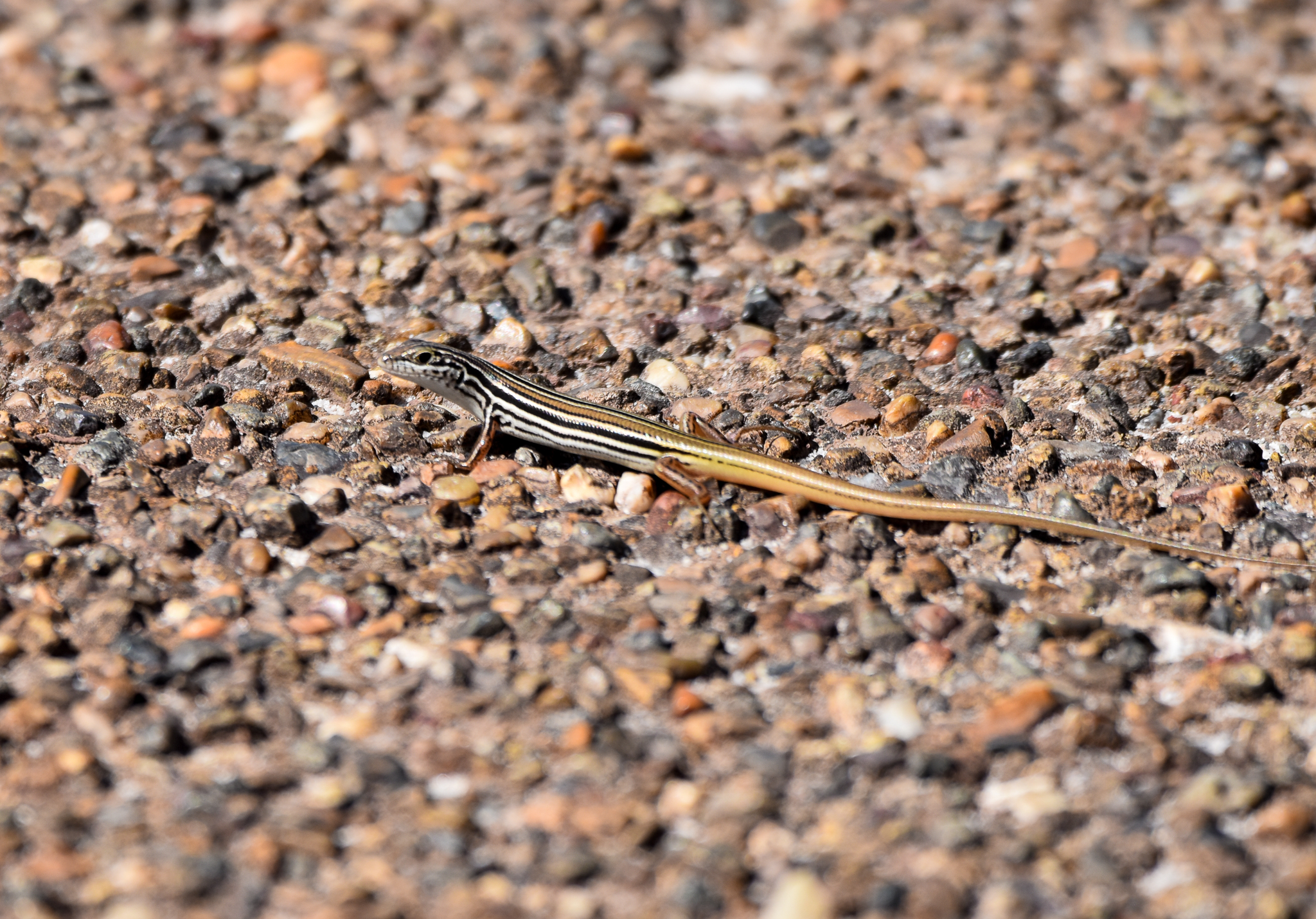 Copper-tailed Skink