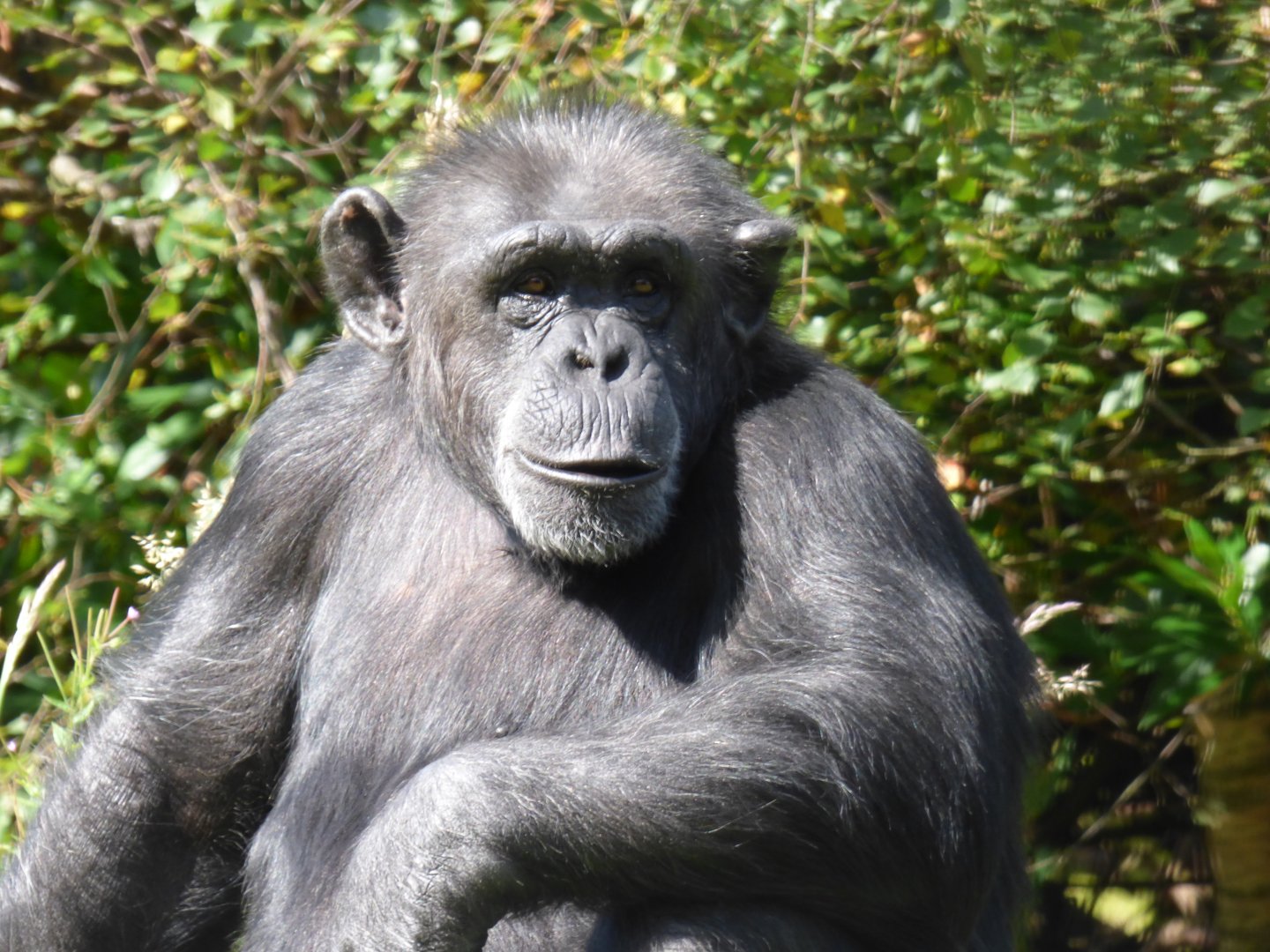 Copper the Chimpanzee