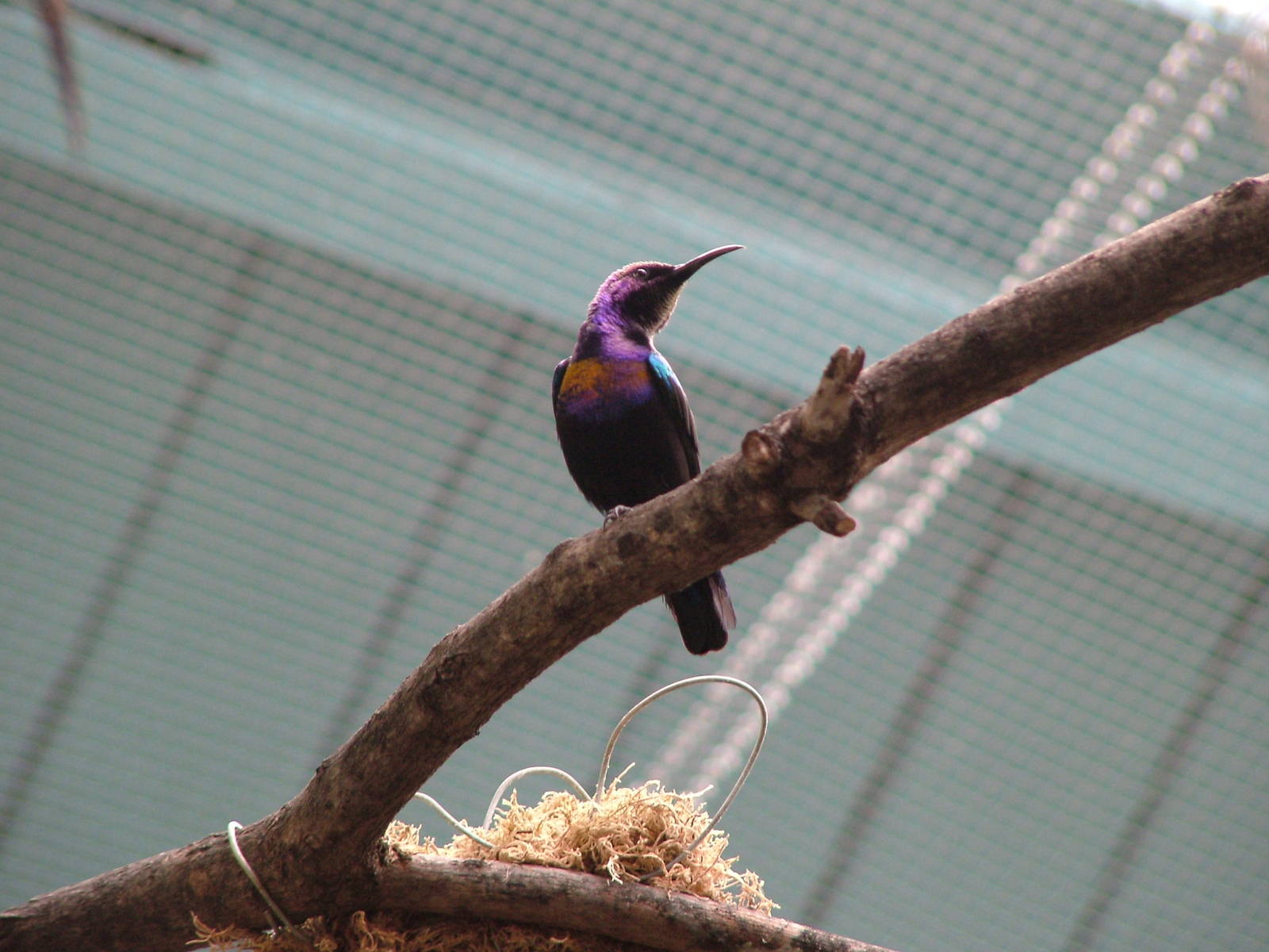Copper-throated Sunbird at London Zoo Oct 08