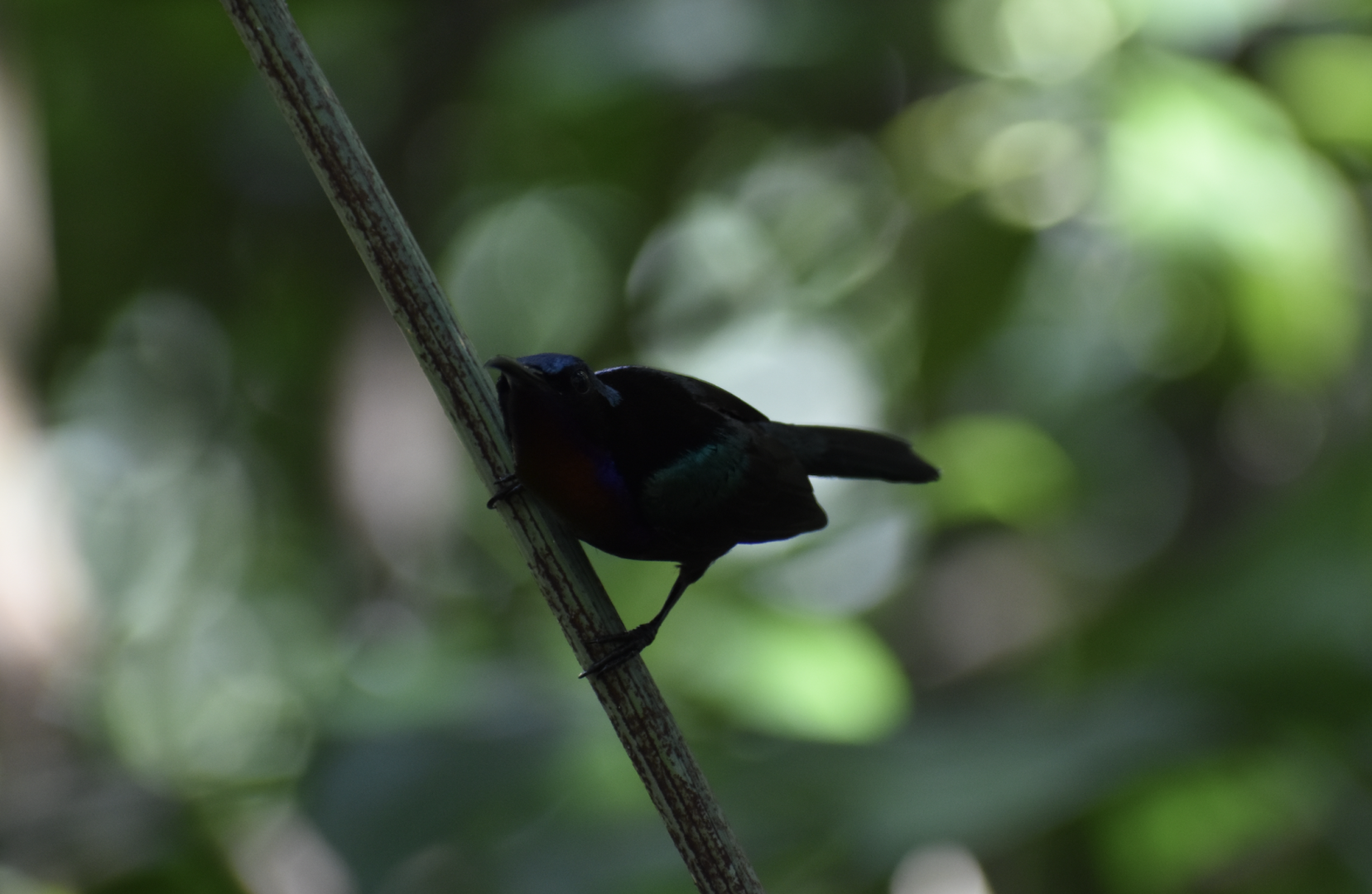 Copper Throated Sunbird ~ Sungei Buloh Wetland Reserve